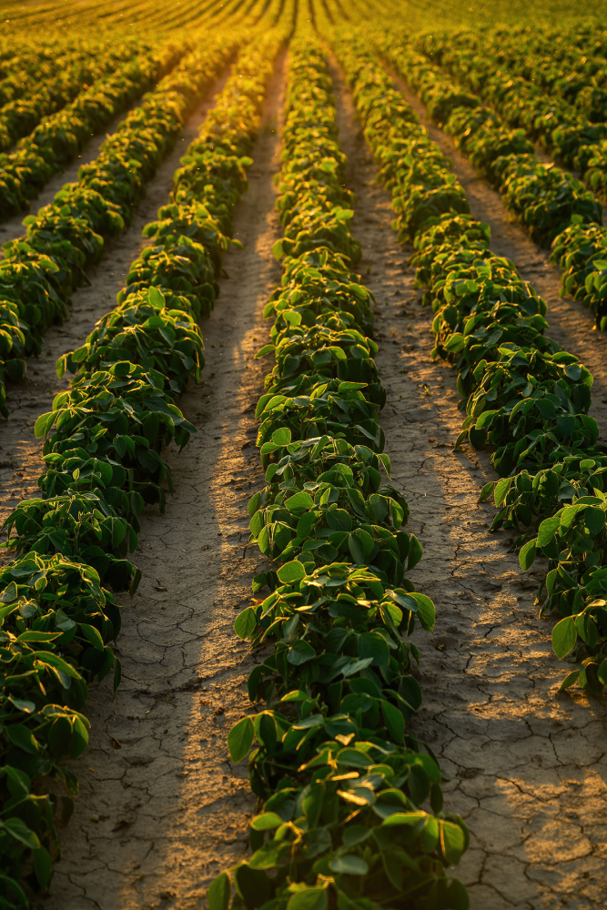 Careers at Early Ag